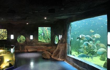 Grand aquarium de poissons d'eau douce